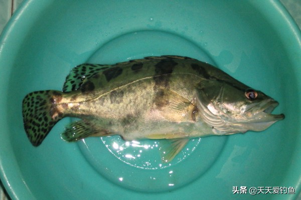 鳜鱼最佳手竿钓法怎么钓,冬天手竿钓鳜鱼的最佳方法