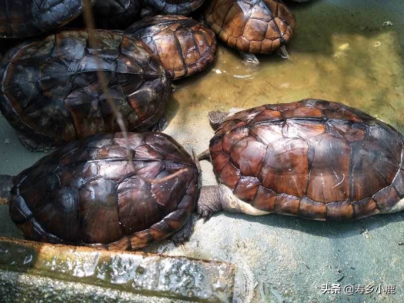 石金钱龟也叫黄喉拟水龟吗,黄喉拟水龟和石金钱龟通灵性吗