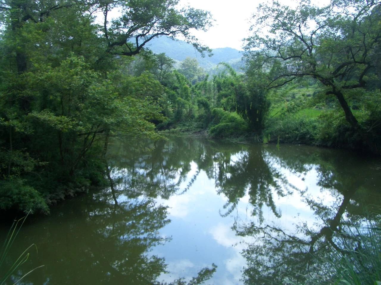 短篇小说丨河树下