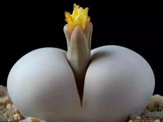 多肉的100个常见品种,10种公认的多肉