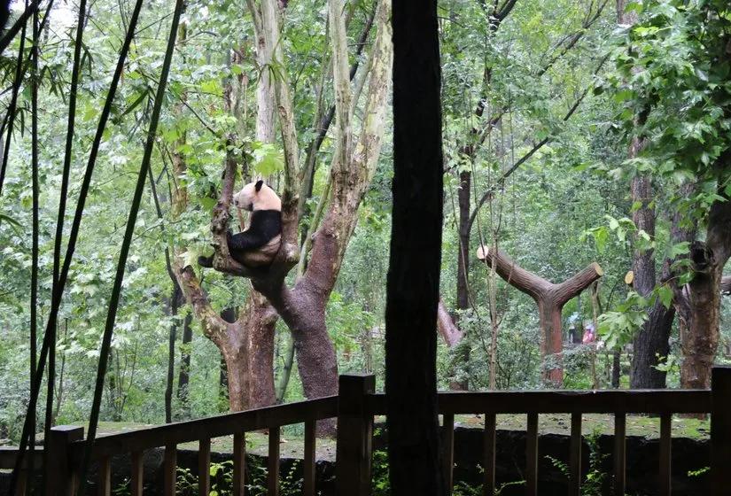 贡嘎山的徒步,贡嘎雪山大环线徒步游记