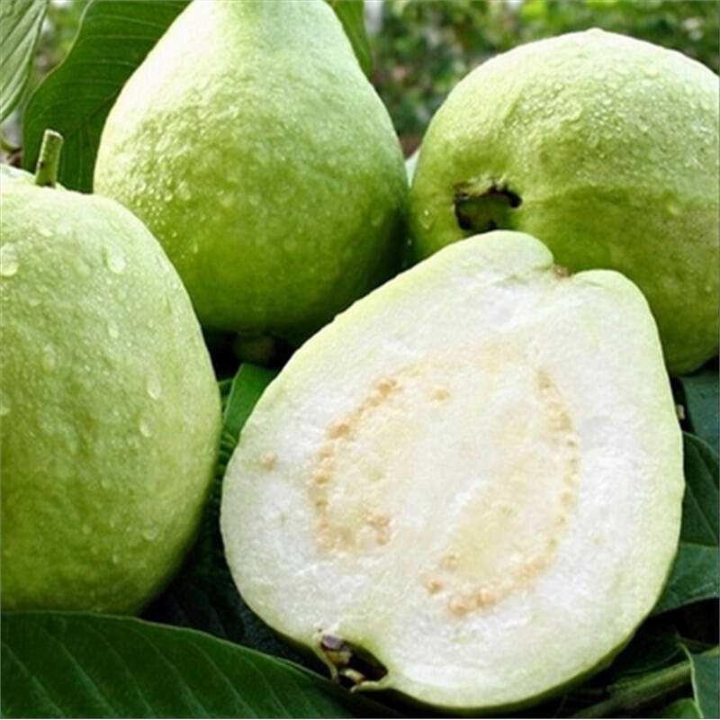 桃金娘科树番樱属代表植物,赤楠桃金娘科蒲桃属植物