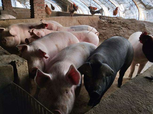 现在养猪场的猪品种都有哪些,新手养猪什么品种的猪比较好养