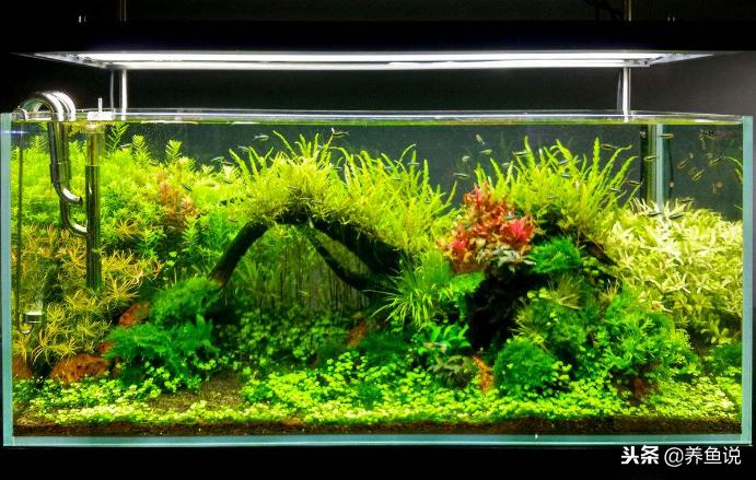 鱼缸水温上升太快鱼儿会生病吗,鱼缸多久清洗一次褐藻