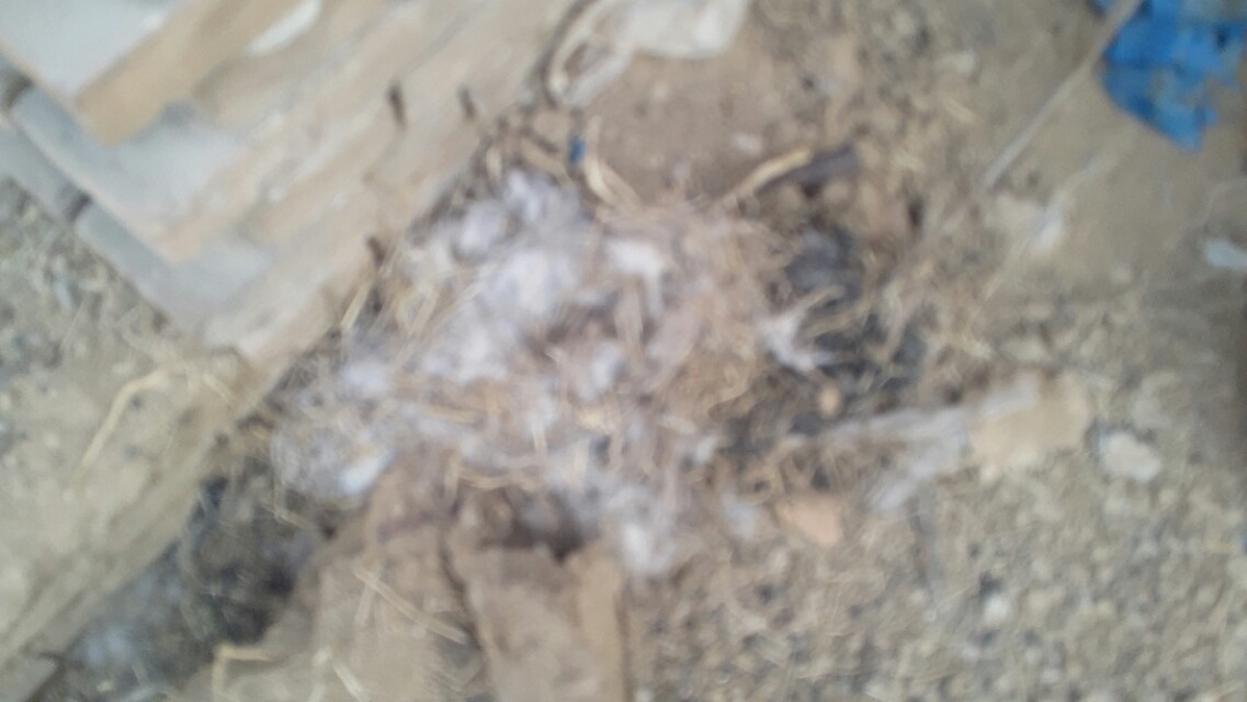 兔子假怀孕的表现,兔子假孕增长体重吗