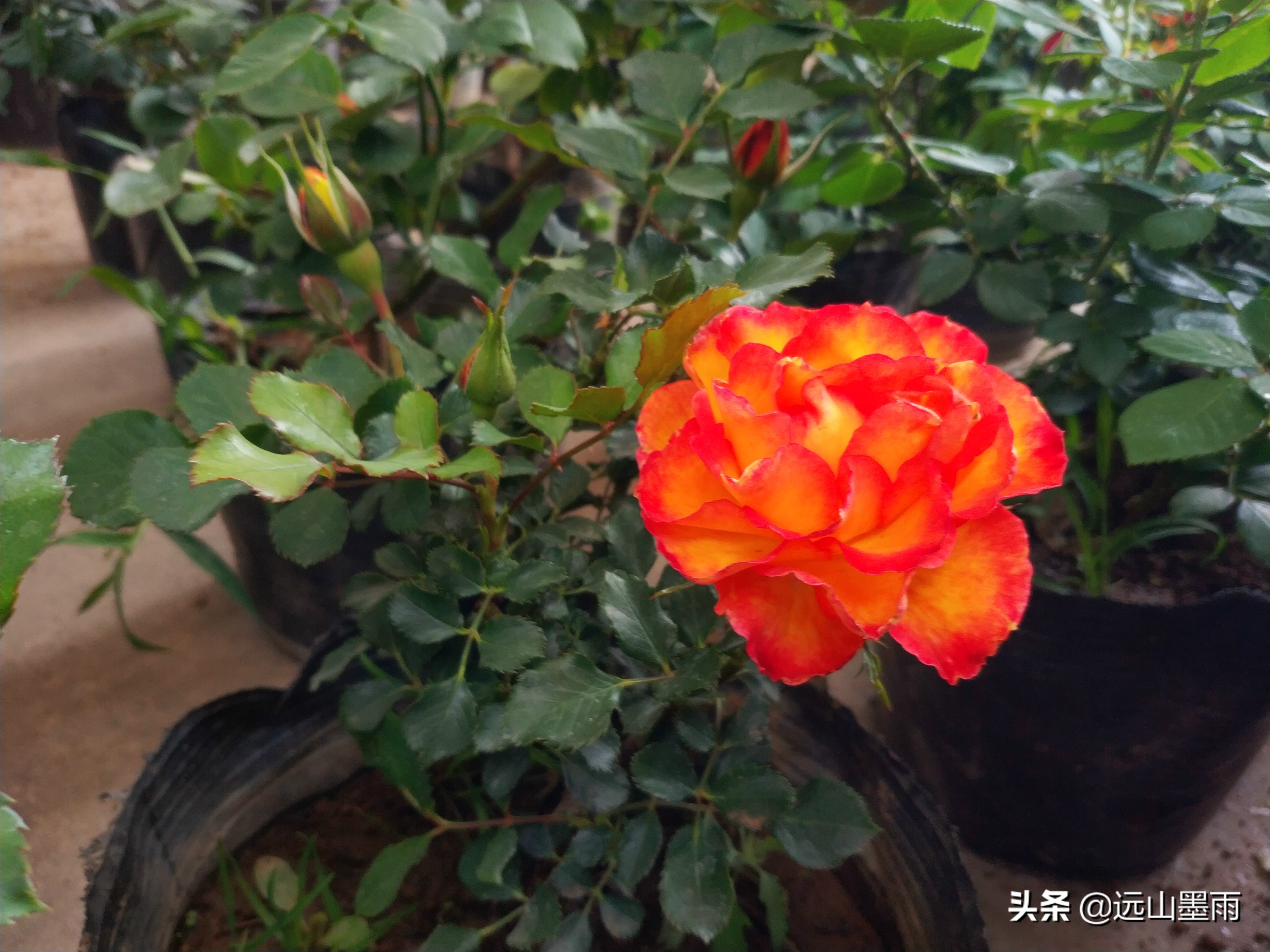 昆明东三环北苑市场今天赶集了吗,昆明东三环北苑街赶集