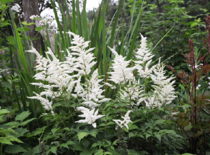 落新妇耐寒程度,拯救花园植物