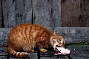 为什么猫怕水却爱吃鱼呢,猫怕水但是为什么爱吃鱼