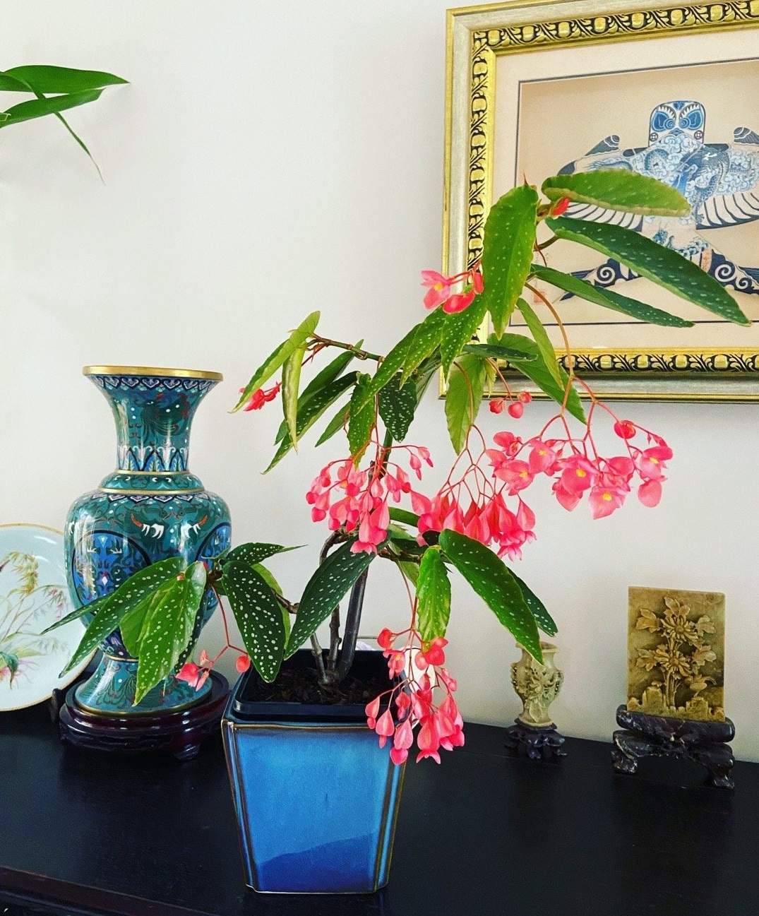 四季开花的盆栽竹节海棠怎么样,竹节海棠怎么养才能快速开花