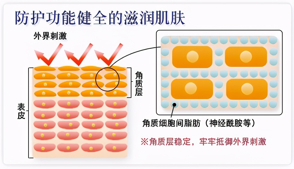 药学博士：网红成分神经酰胺究竟有啥用？揭开神秘面纱！（收藏）