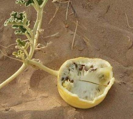 水果杂交冷知识,你不知道的水果冷知识