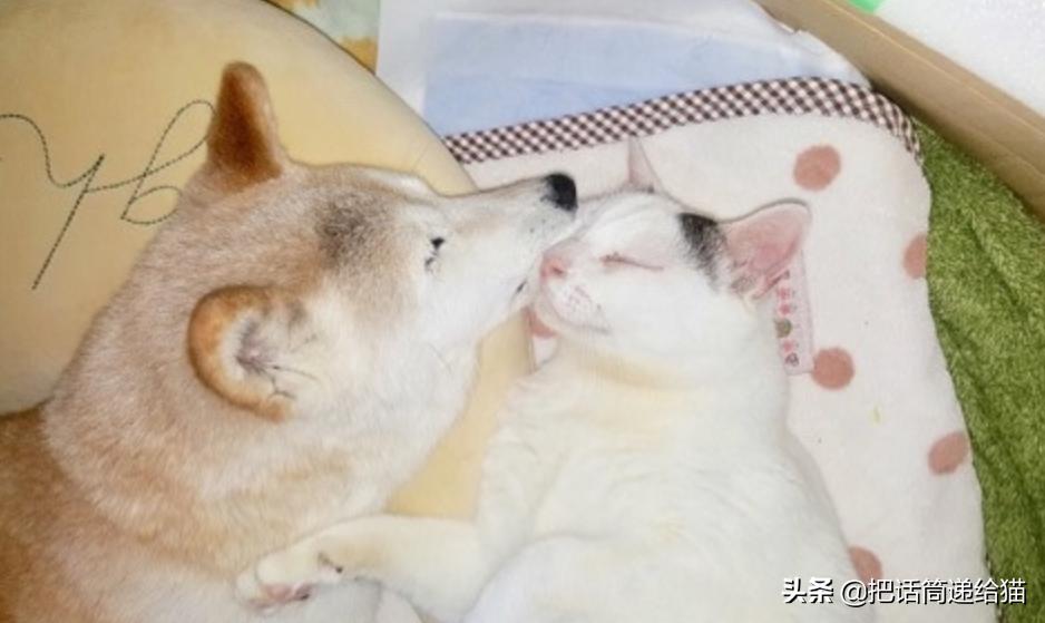 当小猫咪遇上大型犬,当小猫咪遇到大狗狗真是太温馨了