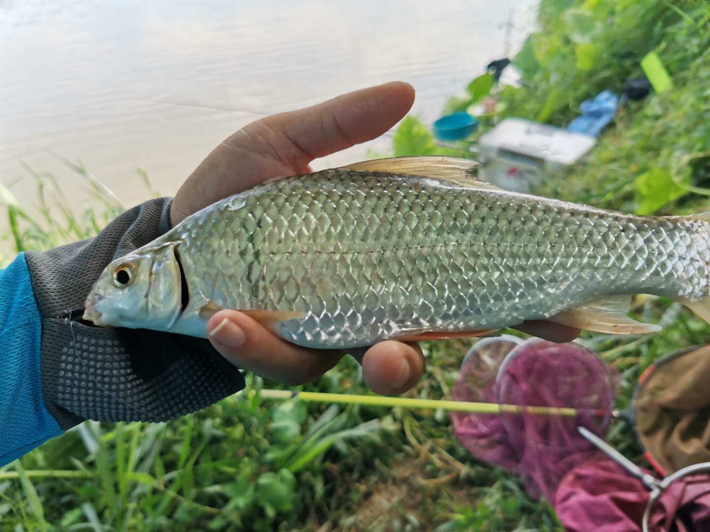 钓土鲮遇到小罗非多怎么办,小罗非闹窝用麻团钓法