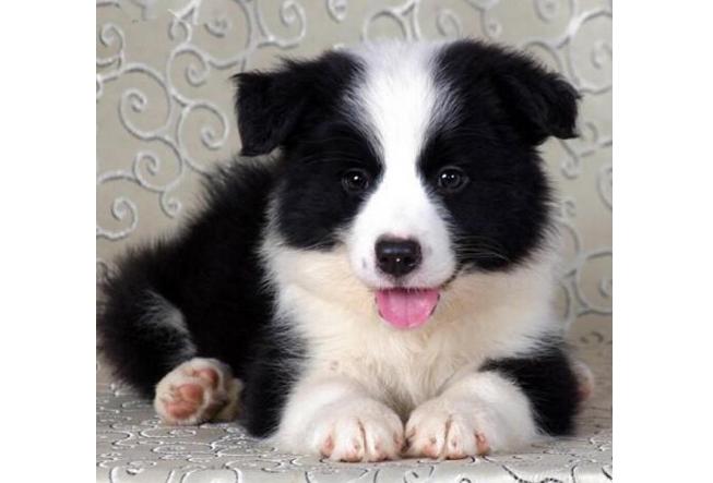 微笑天使萨摩耶的主人,微笑天使萨摩耶好养吗