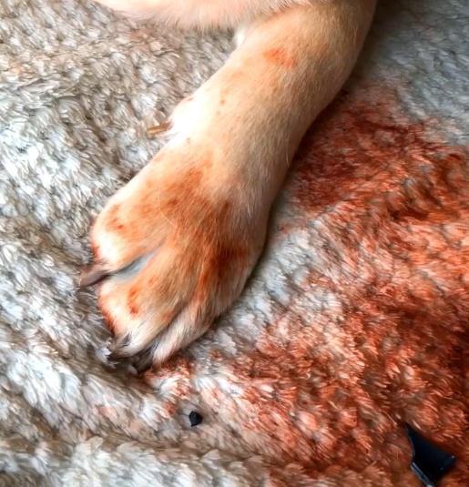 狗狗咬烂了口红,狗狗咬坏口红