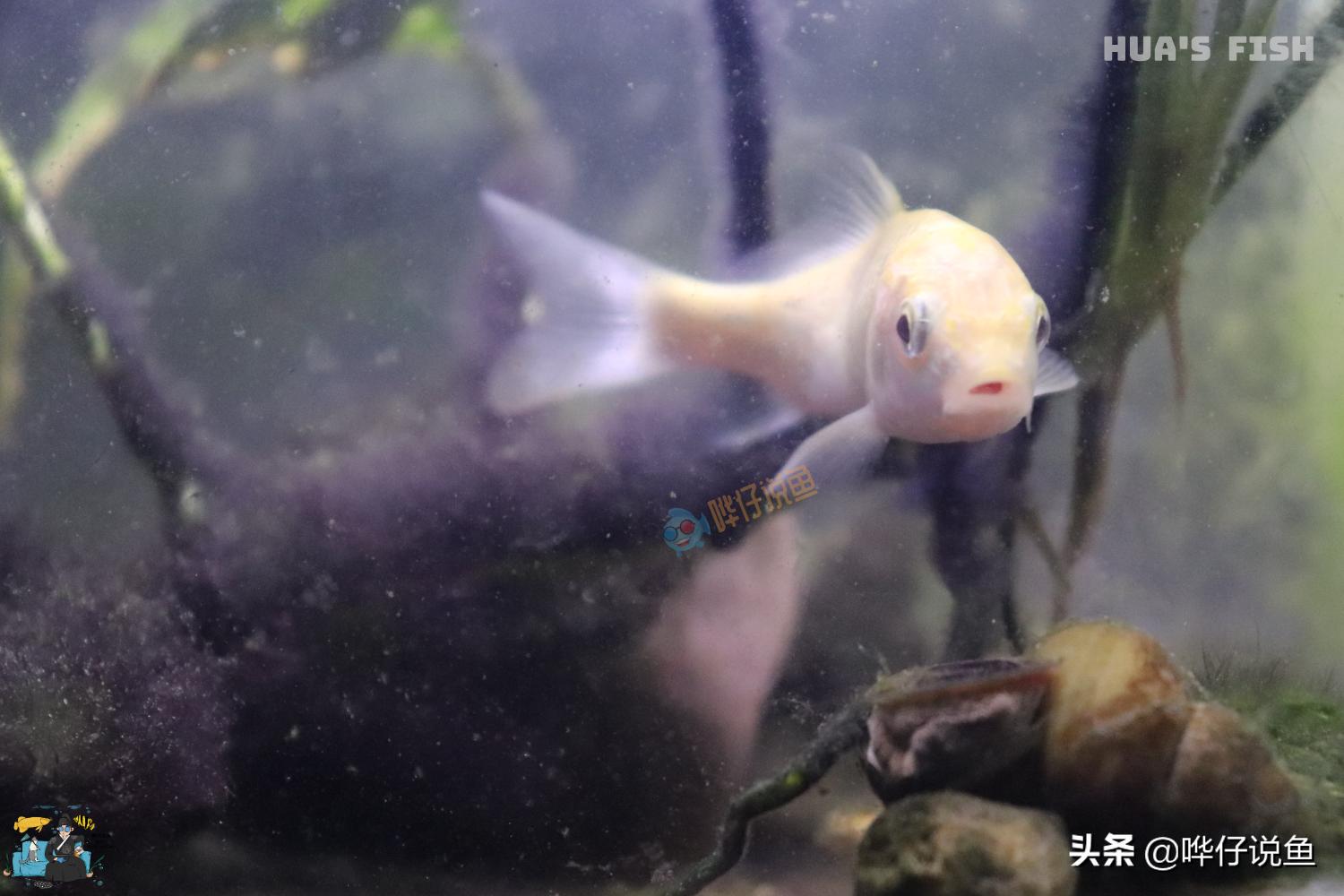 如何防止鱼缸出现黑毛藻,鱼缸里的黑毛藻是啥原因产生的