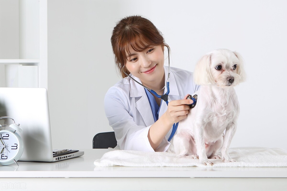 狗狗得了疱疹病毒什么症状,宠物犬冠状病毒感染怎么治疗