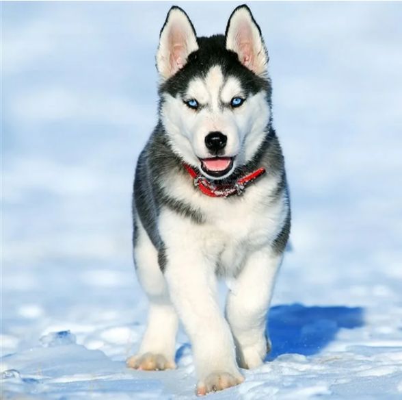 西伯利亚雪橇犬哈士奇和老虎,西伯利亚雪橇犬长毛哈士奇双血统