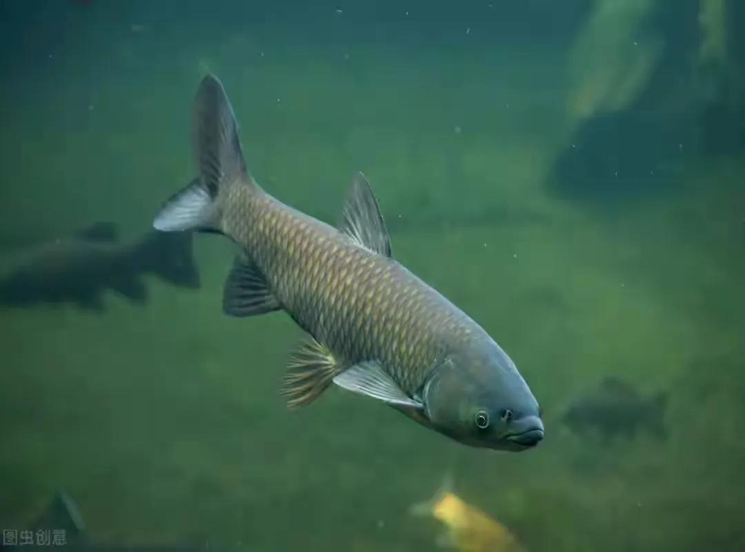 冬季大鱼进窝不咬钩怎么办,大鱼都进窝了还能钓吗