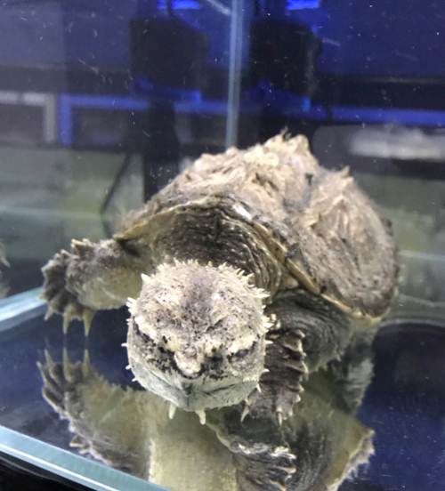 北美鳄算大鳄龟还是算小鳄龟,大鳄龟和北美鳄龟的区别