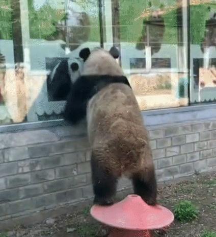 国宝带货直播,国宝直播带货