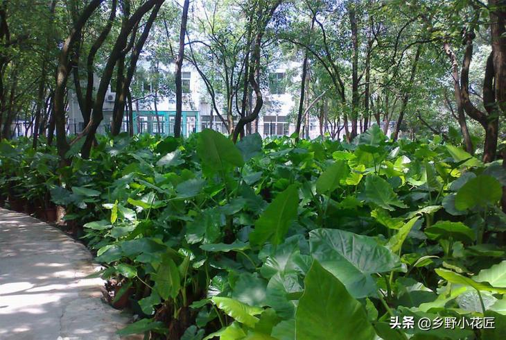 叶片厚的海芋,海芋的花特征