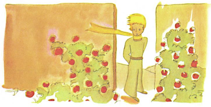 小王子我们是玫瑰片段,小王子我们是玫瑰片段中文版