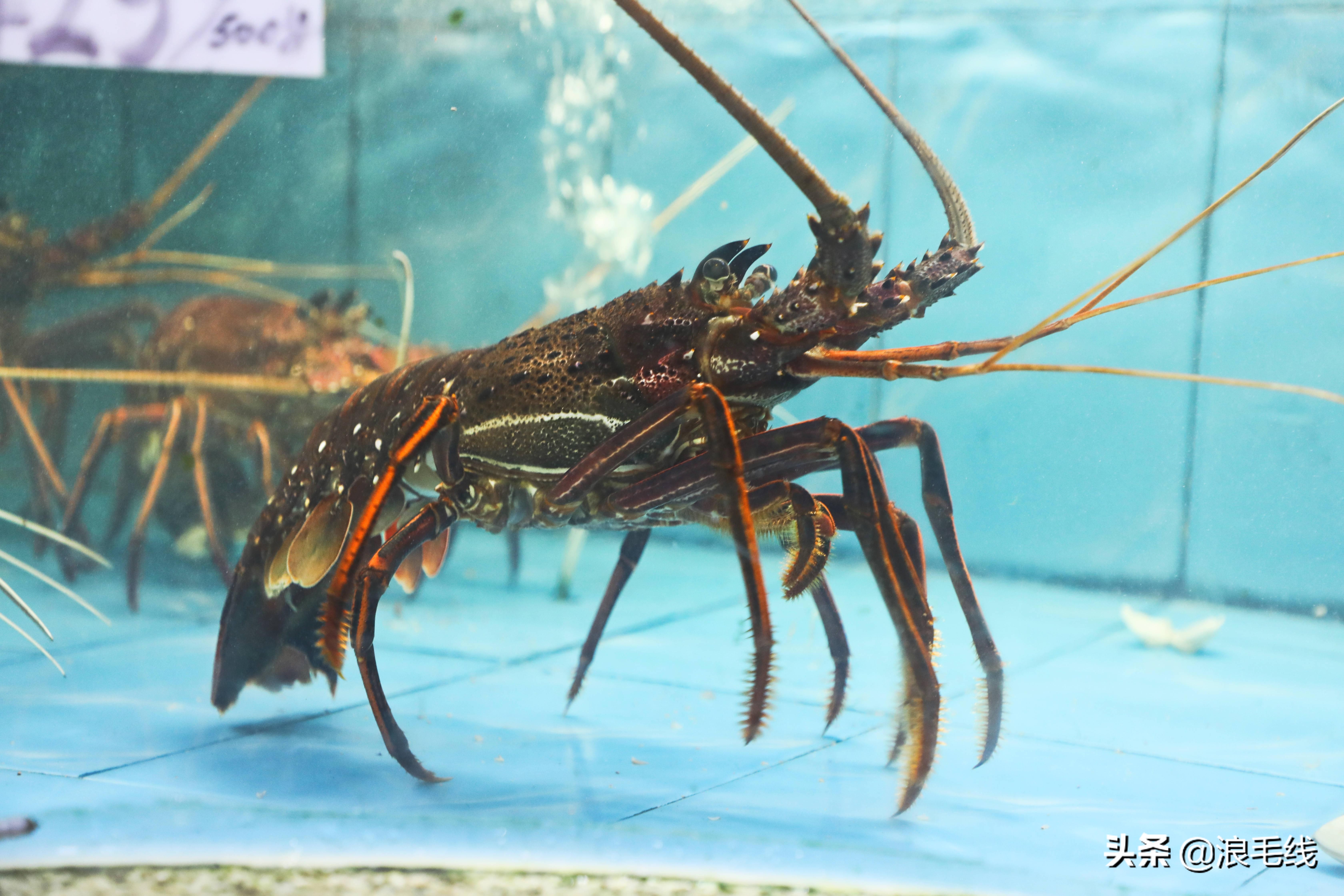 三亚海棠湾自由行热门攻略,那年夏天那片海简介