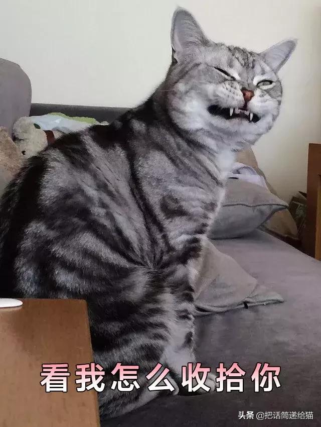 猫故事书籍,猫故事小说