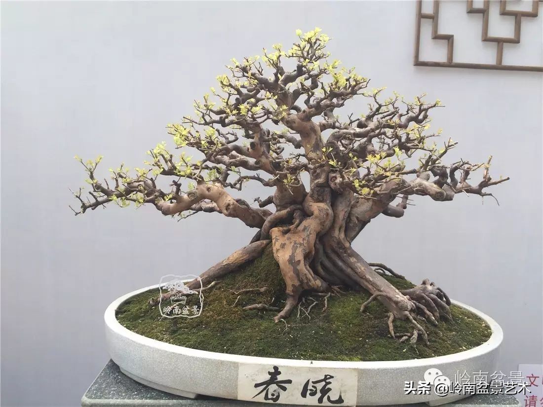 精品雀梅盆景名称,值得收藏的盆景作品欣赏