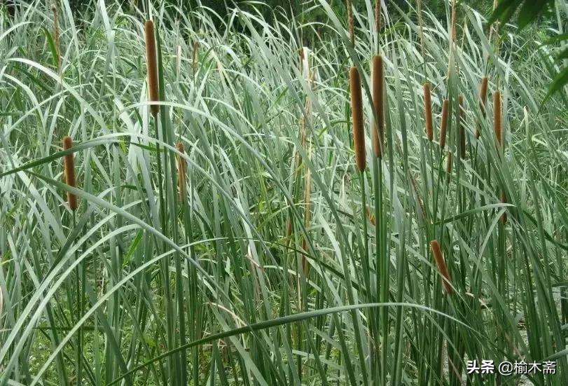 山水谢灵运诗词,李白秋登宣城谢脁北楼原诗详解