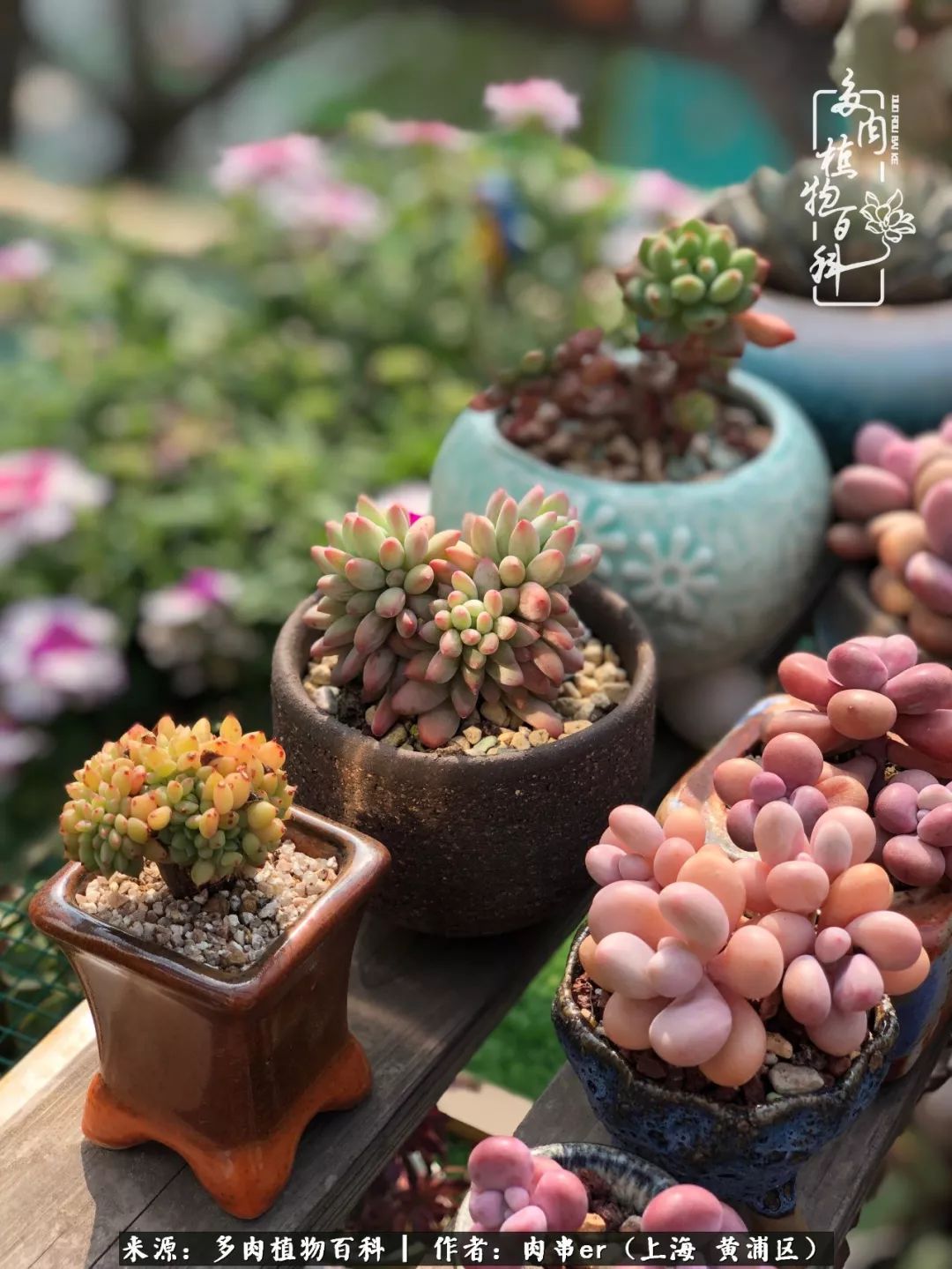 怎么用原相机拍多肉更好看,多肉怎么拍摄好看