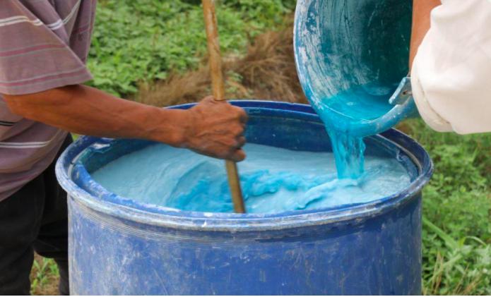 掉色葱有什么危害,野生葱的危害有多大