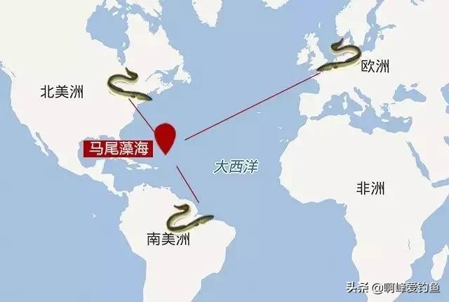 价值6.5万的河鳗，他却选择放生！同为鳗鱼，河鳗为何如此昂贵