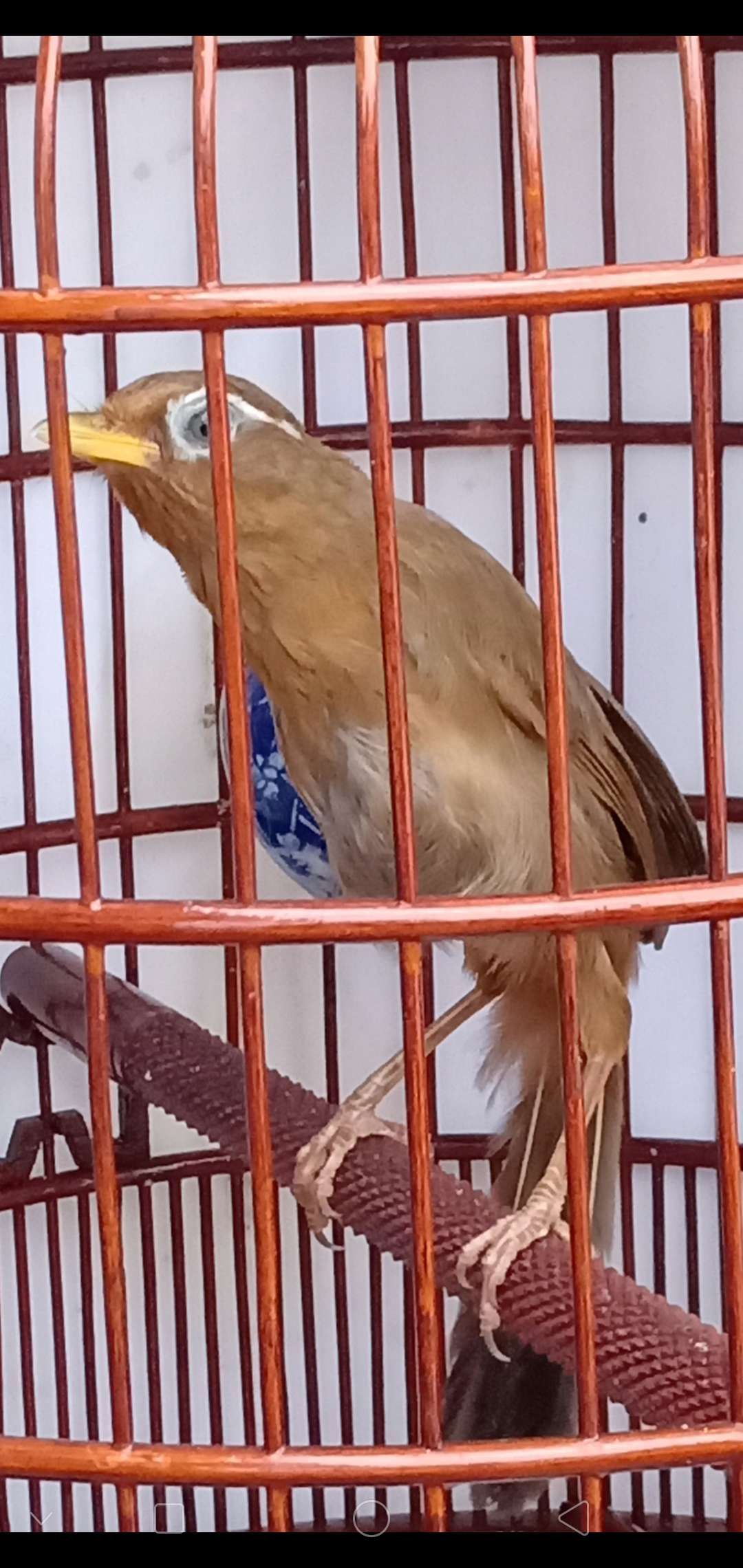 画眉鸟挑选的正确方法,画眉鸟入门基础知识