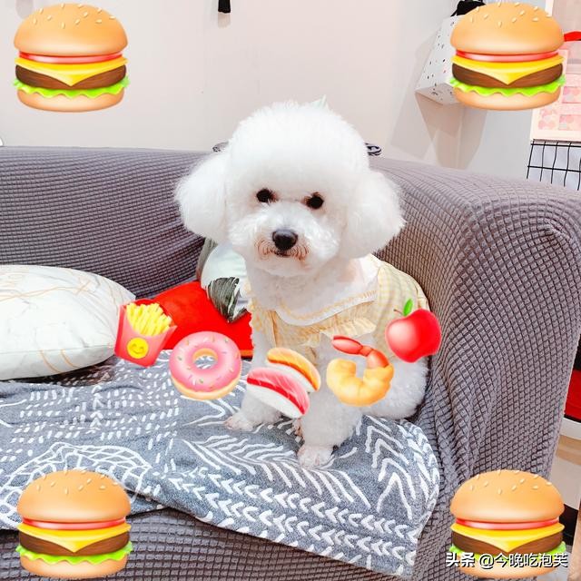 比熊犬美容一次大概多少钱,茶杯比熊犬几个月能美容