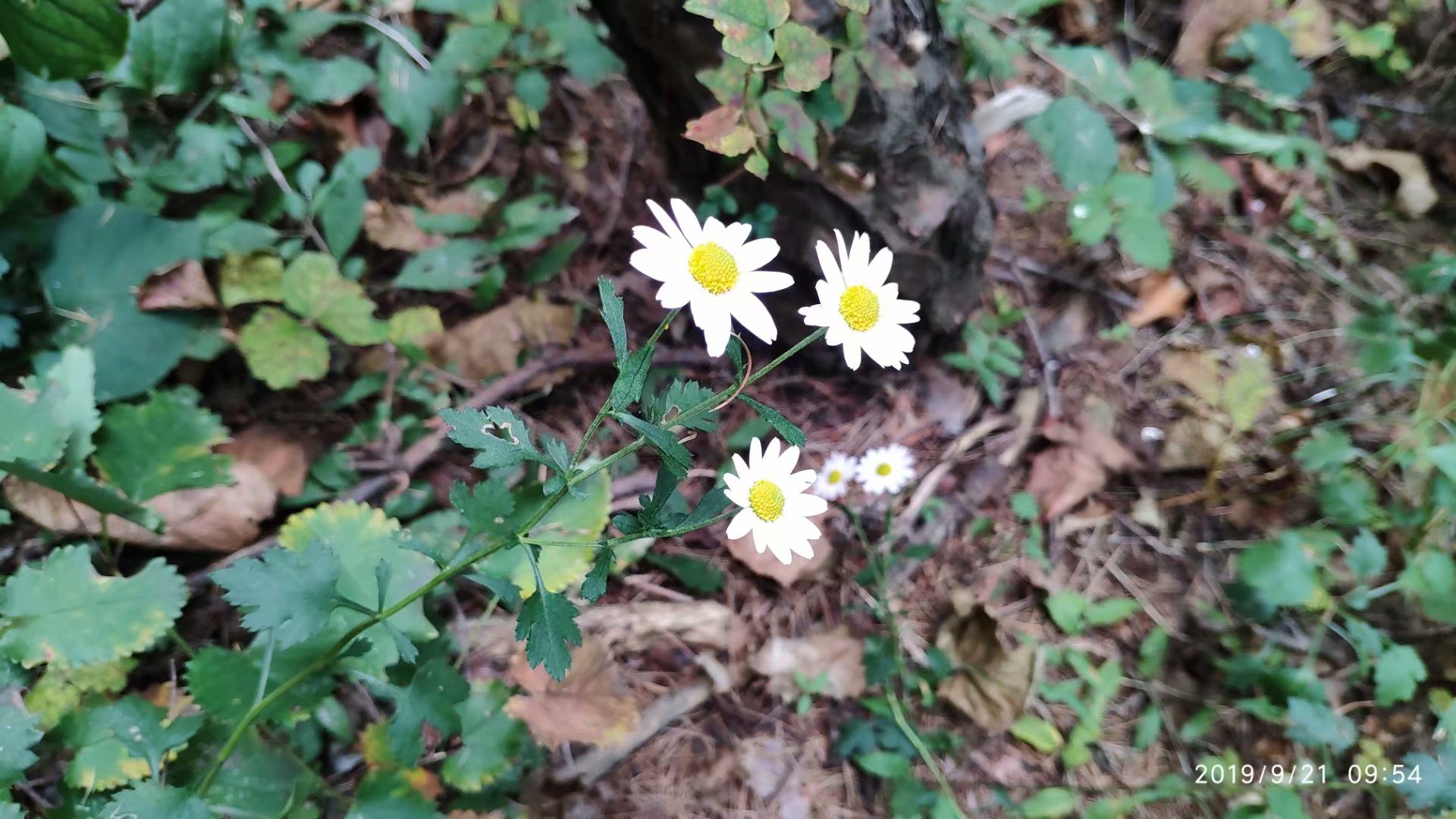 远征三晋凯旋还，飓风众人把酒欢