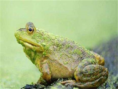 牛蛙养殖的好处,2022年牛蛙养殖业