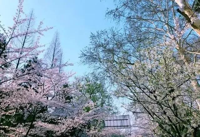 南京的春天,南京的春天视频