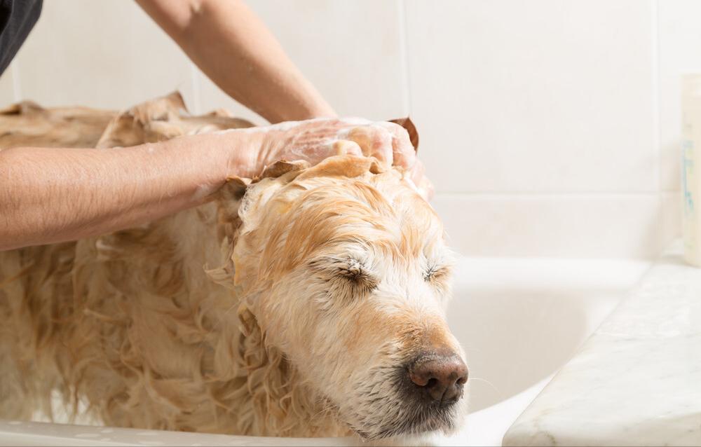 不喜欢金毛,不喜欢金毛舔怎么办