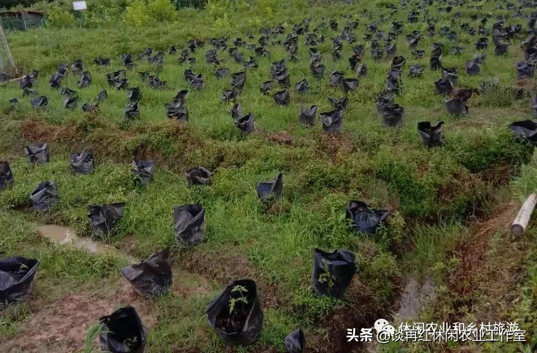 红果参的种植技术与市场前景,水果红果参的功效与作用