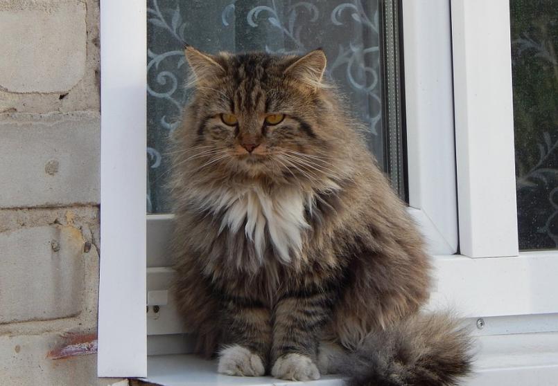 猫咪高空坠楼,关于猫咪坠楼的经验分享参考