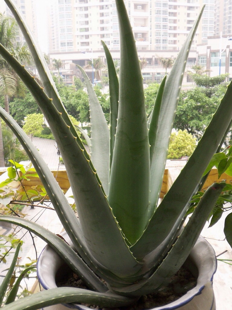 人养花花养人下句,什么花好养活又好看还可以吃的