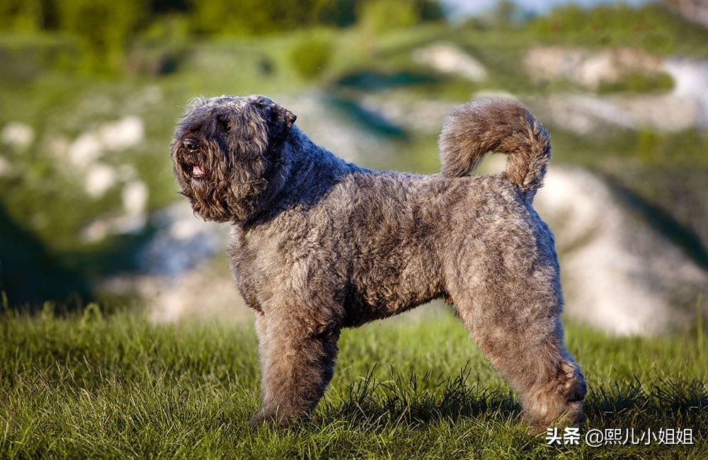 世界名贵犬种,中国名贵犬种大全图片