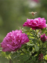 玫瑰花简介视频,玫瑰花简介外表