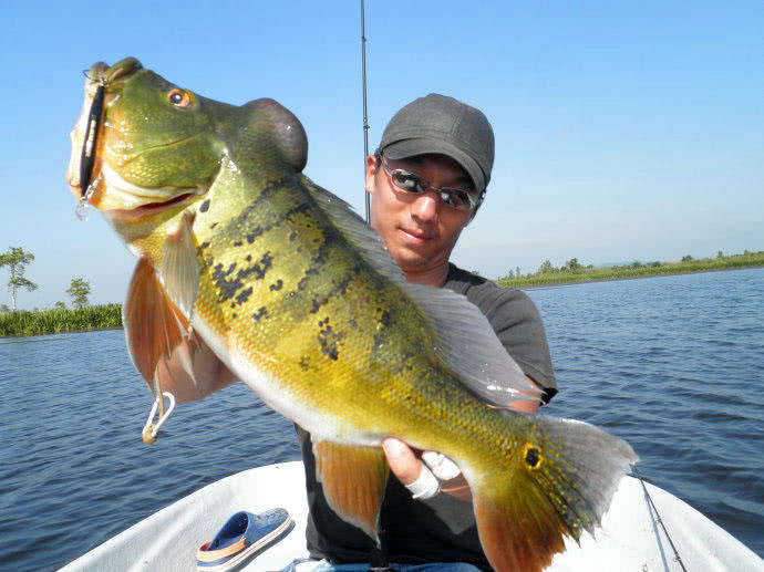 孔雀鱼凶猛,美丽凶猛观赏鱼