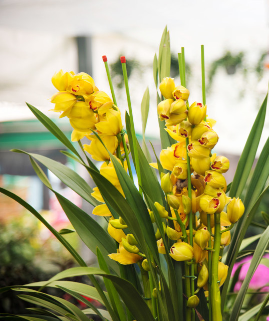 兰花品种蓝凤凰,兰花品种大将军