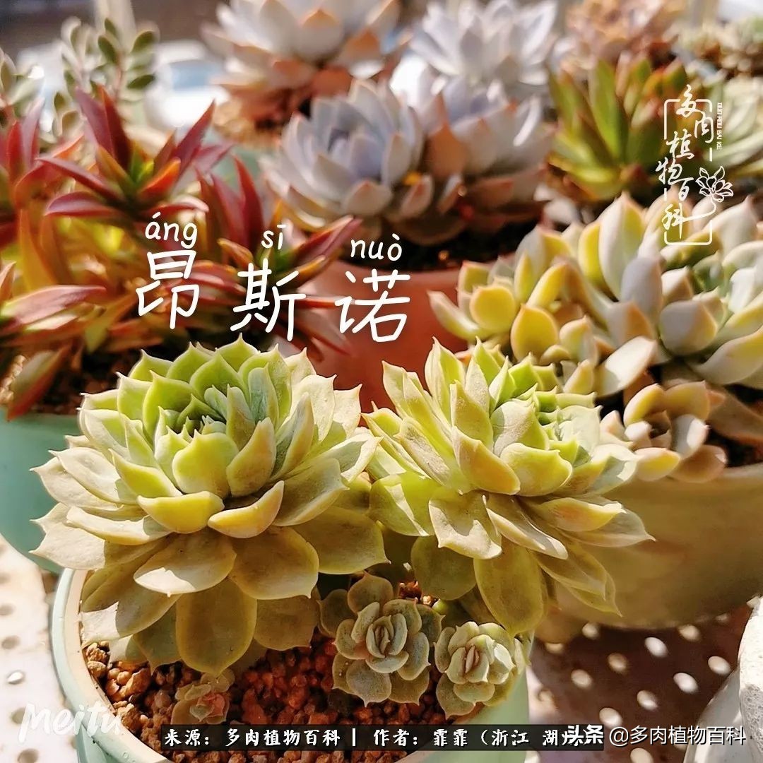 包邮区多肉度夏养护心得,阳台党养多肉怎么度夏