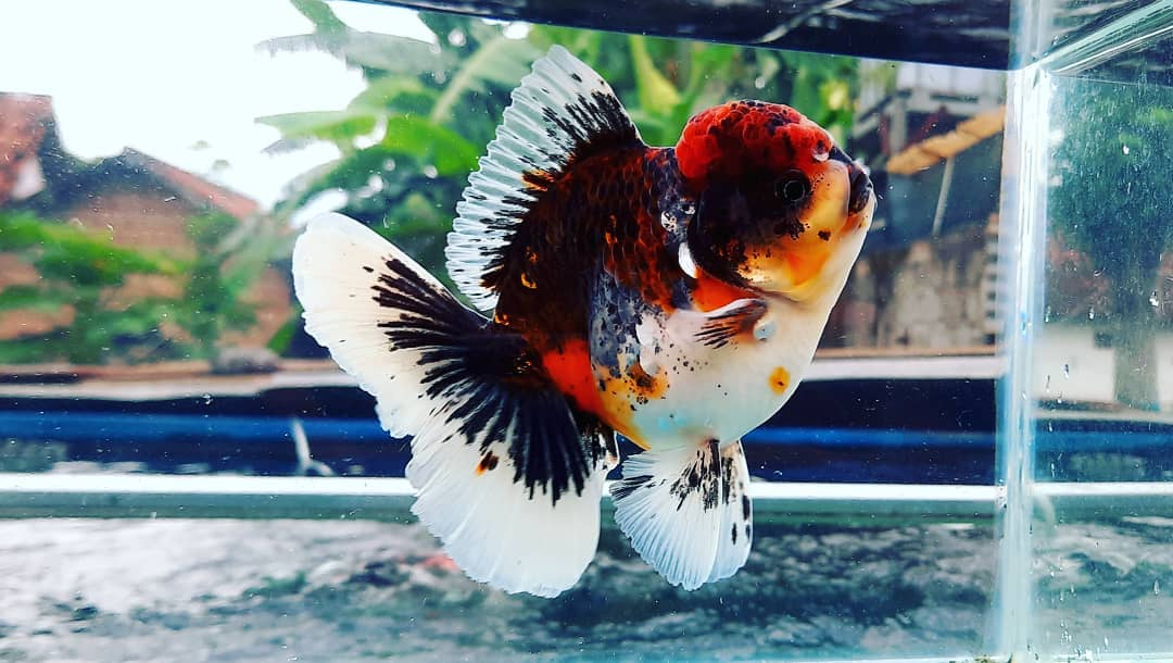 鹤顶红金鱼不建议新手养,金鱼怎么养才能更好