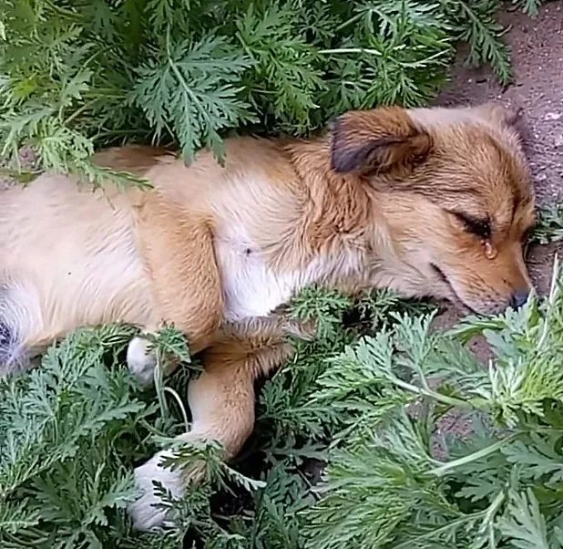 狗狗知道自己会死了会去哪,狗狗知道要死的图片